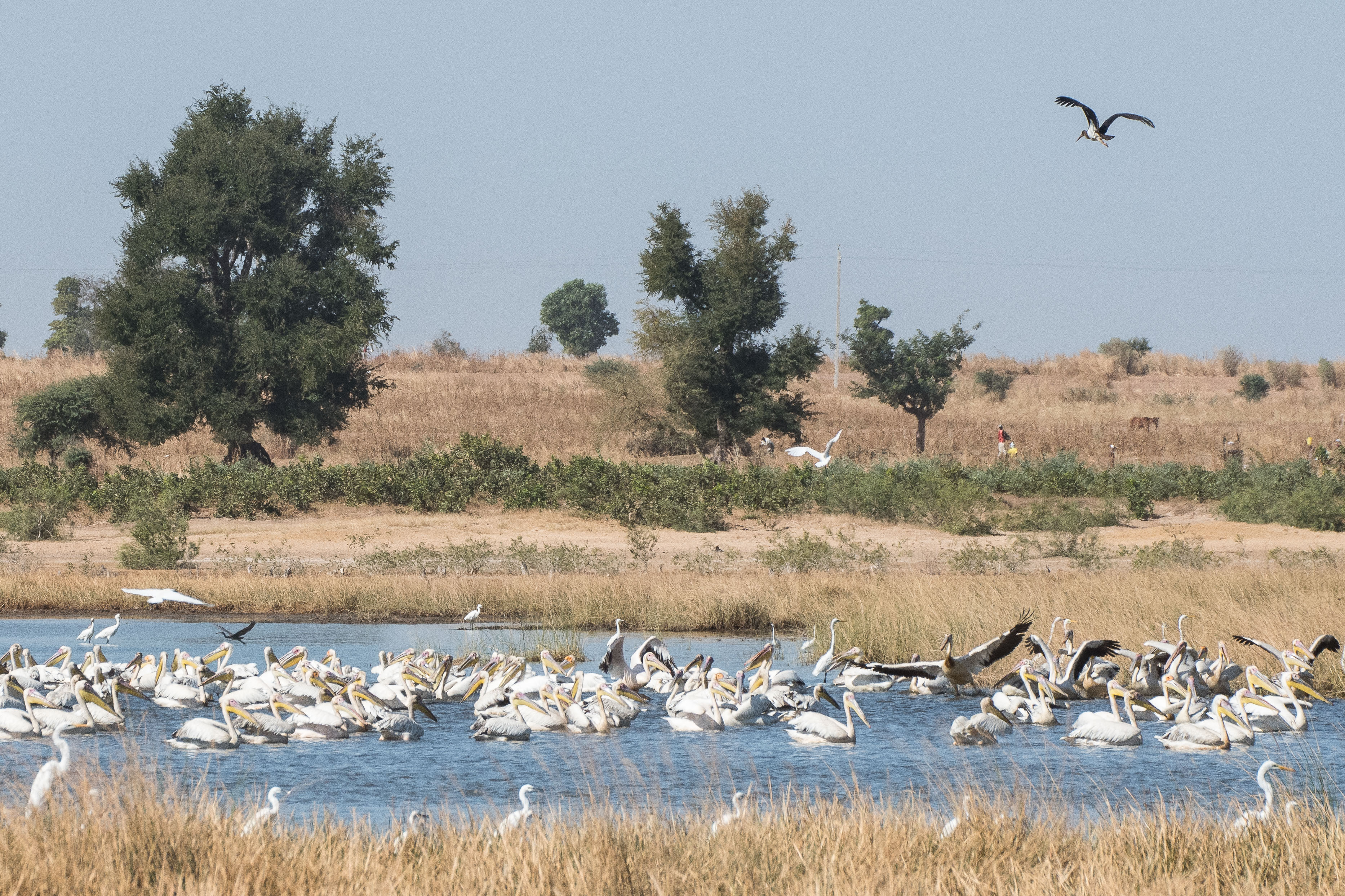 Pélicans blancs (Great white pelican, Pelecanus onocrotalus) marigot de Koutal, Région de Kaolack, Sénégal.